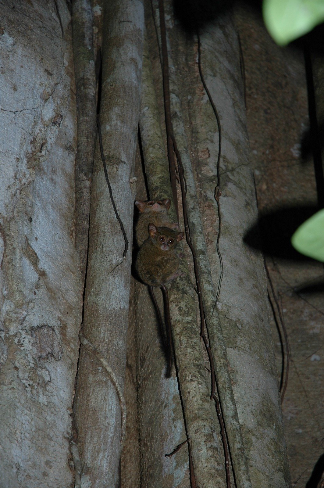 Tarsius