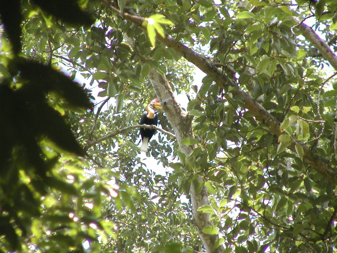 Burung Taon