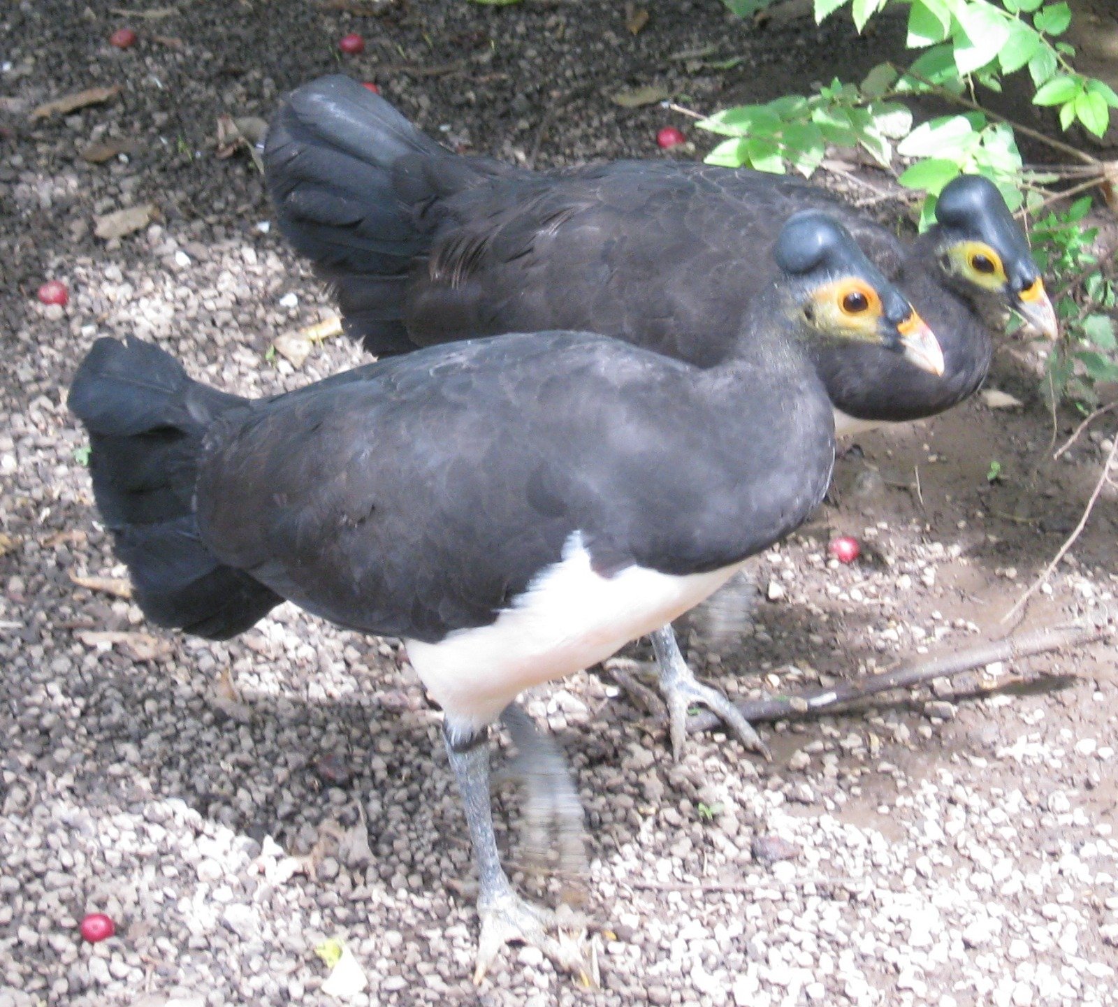 Sepasang burung maleo di Batu Putih, Bitung, Sulawesi Utara, Indonesia.