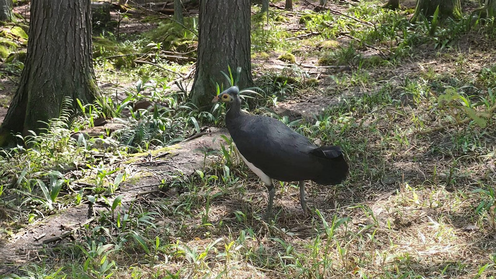 Burung Maleo